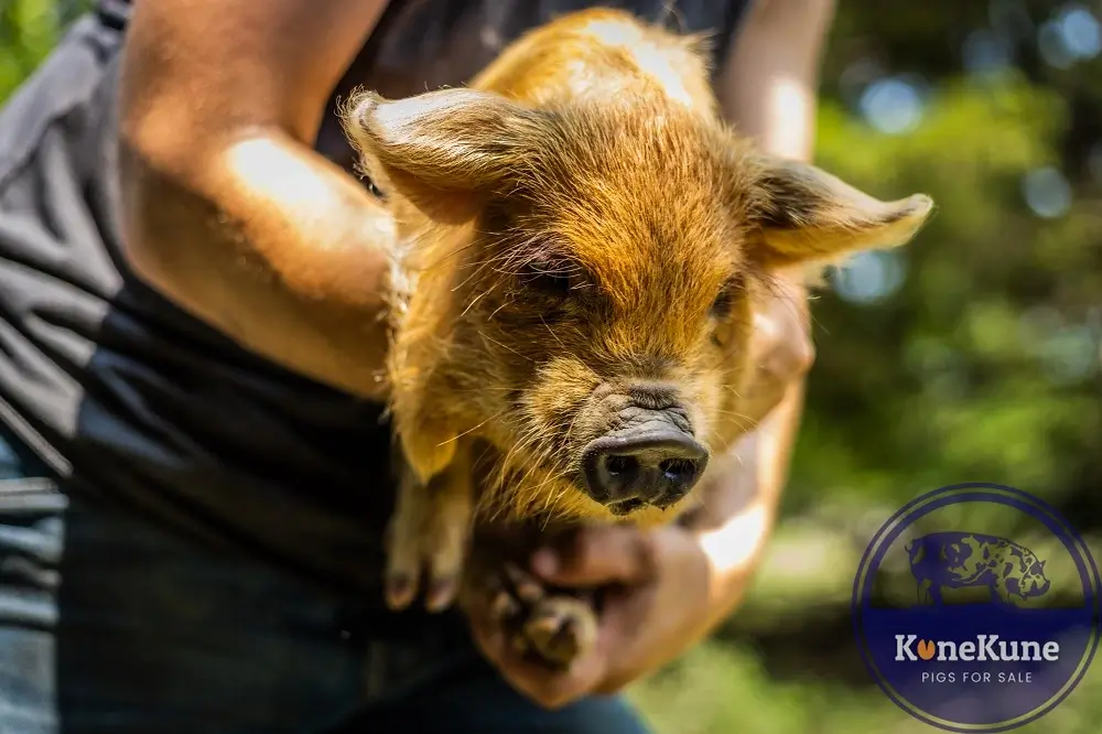 KuneKune Piglet with Wattles