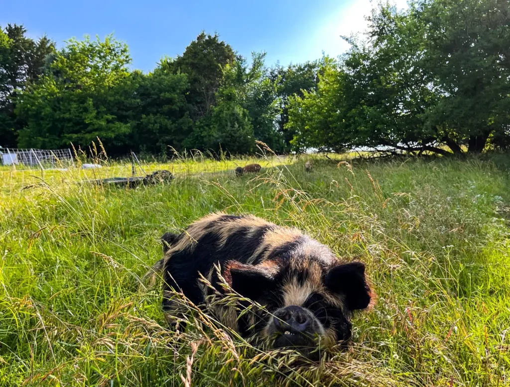 IMG 9092 What is the Lifespan of KuneKune Pigs?