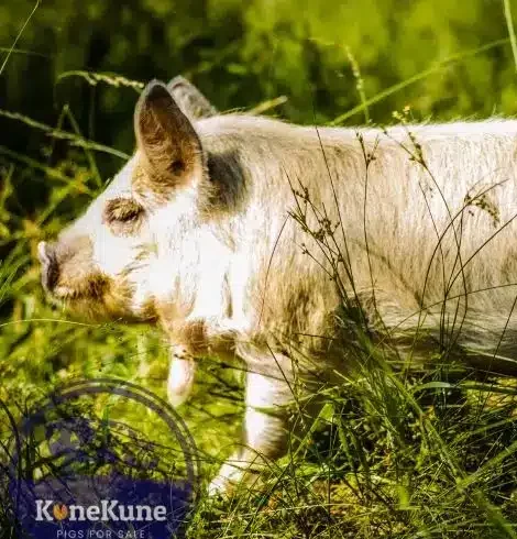 kunekune piglet