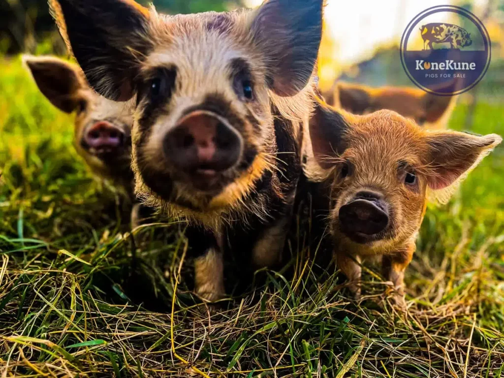 KuneKunePigsForSale 144 How Much Does a KuneKune Pig Cost in 2024? Analysis and Price Reveal!