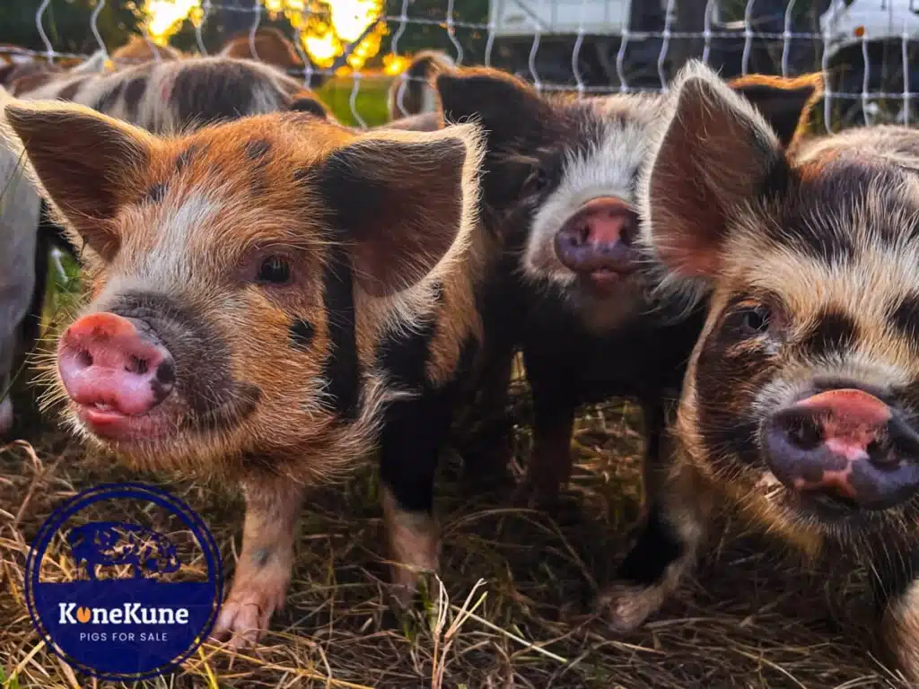 Kunekune piglets