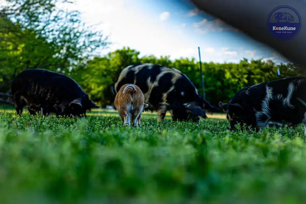 eating fresh grass