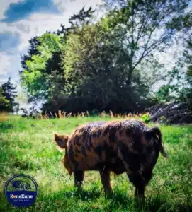 kunekune boar