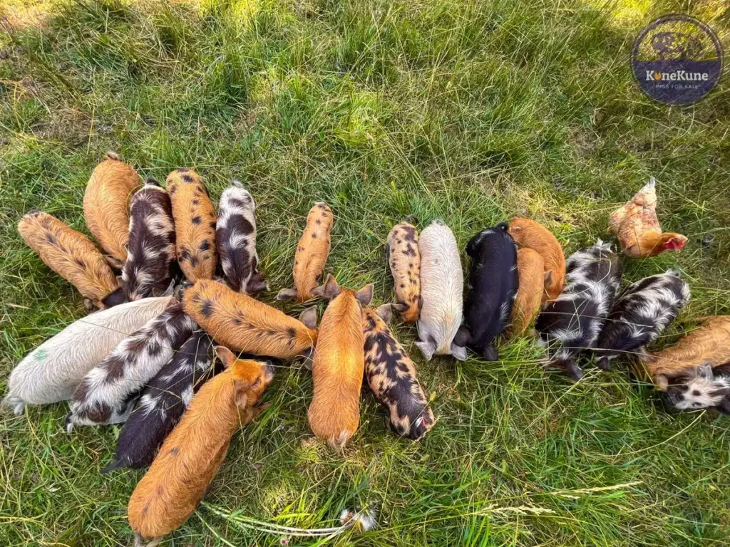 kunekune piglets eating grain