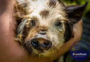 KuneKunePigsForSale 44 resized 1 KuneKune Pigs for Sale