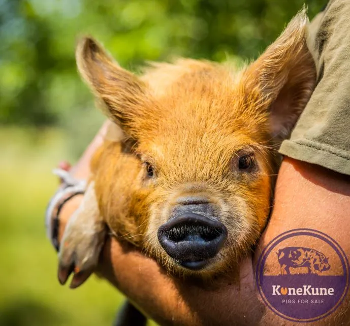 KuneKunePigsForSale 95rez KuneKune Pigs for Sale