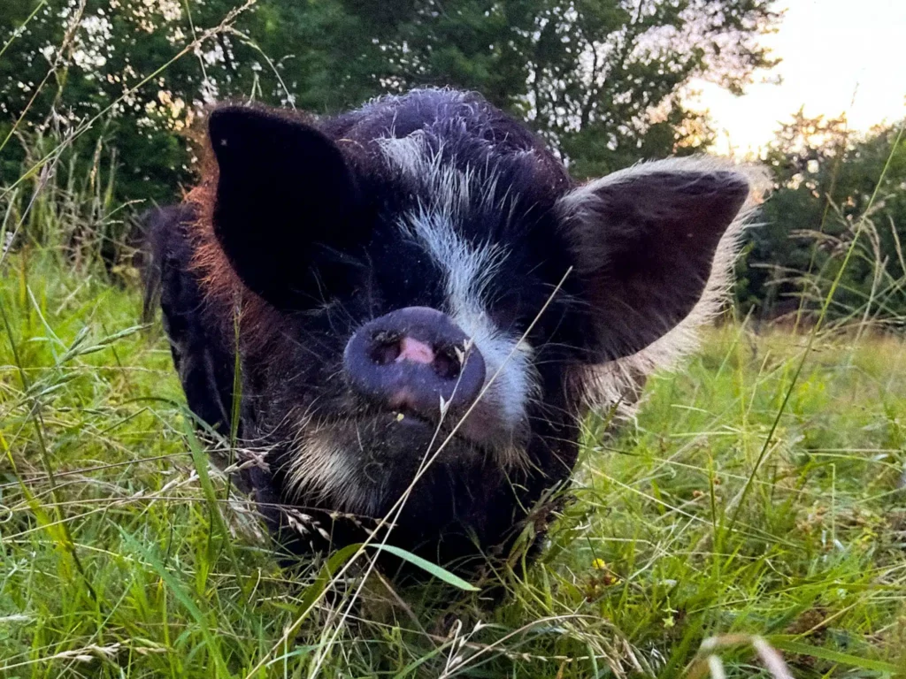 KuneKune Pigs