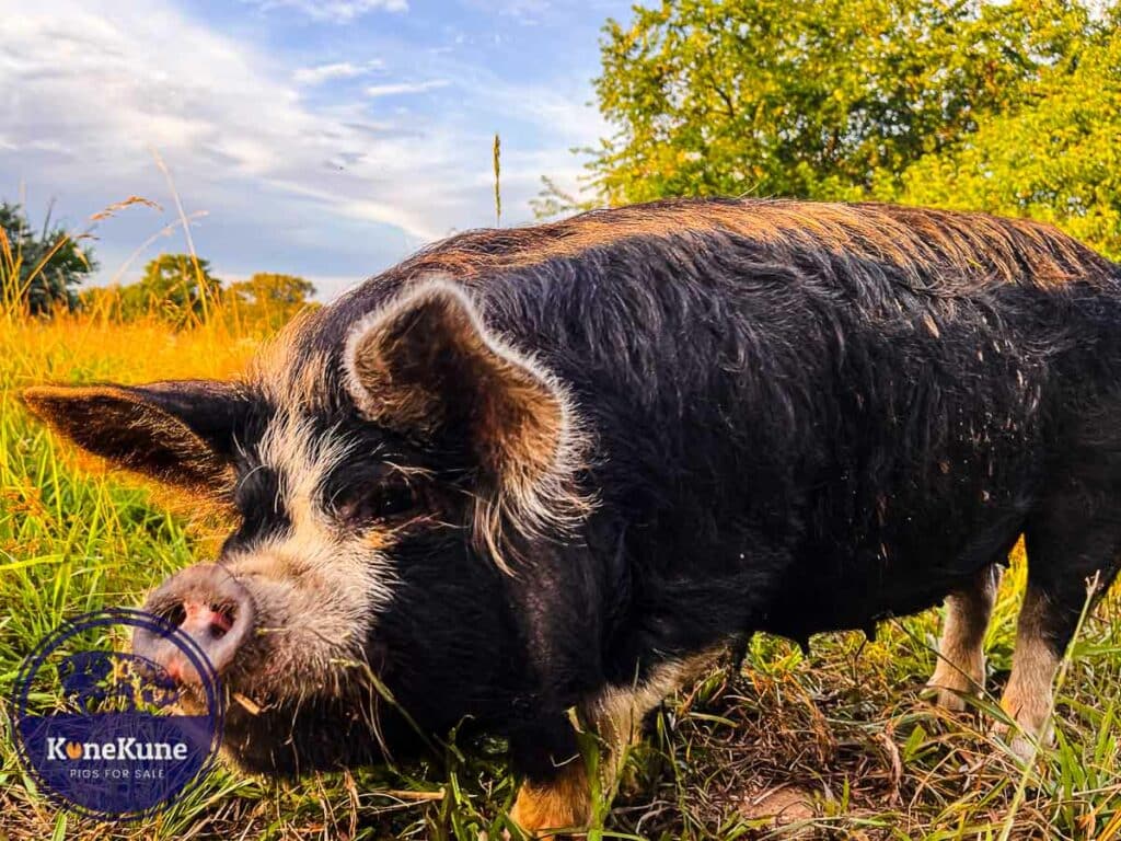 kunekune pig on a farm