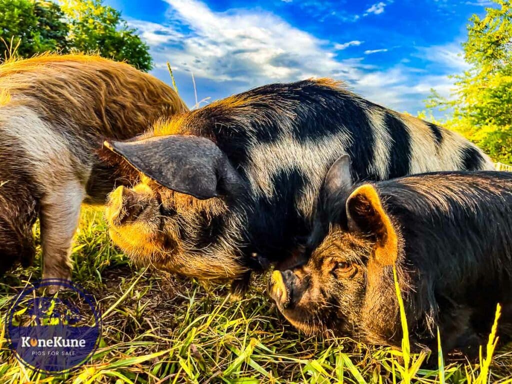 kunekune pigs staring at sunset