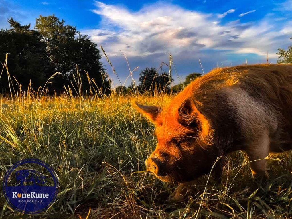 kunekune pig grazing