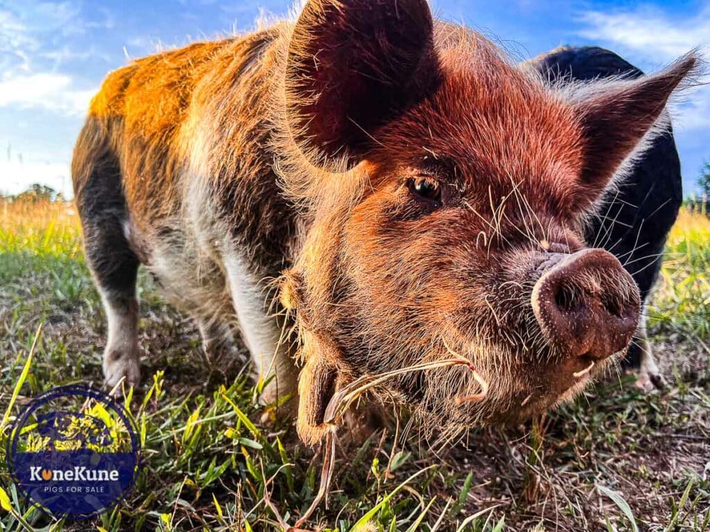 kunekune pig on grass