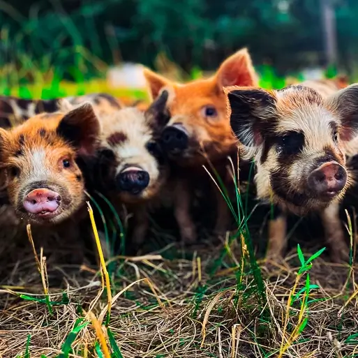 kunekune piglets in field