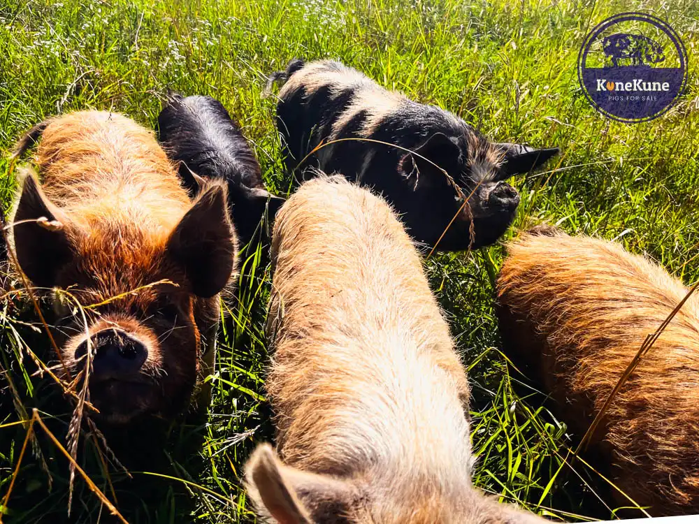 kunekune pig sows on grass