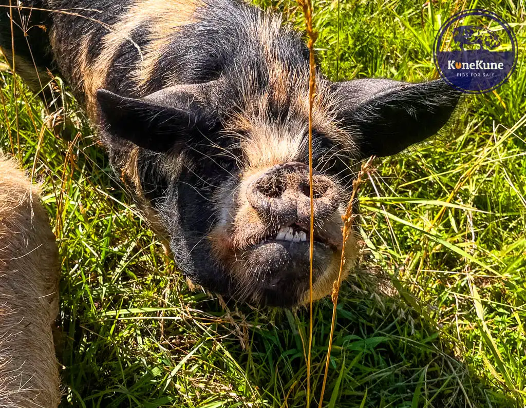 Unveiled The KuneKune Pig Feeding Chart & Guide You Can't Ignore