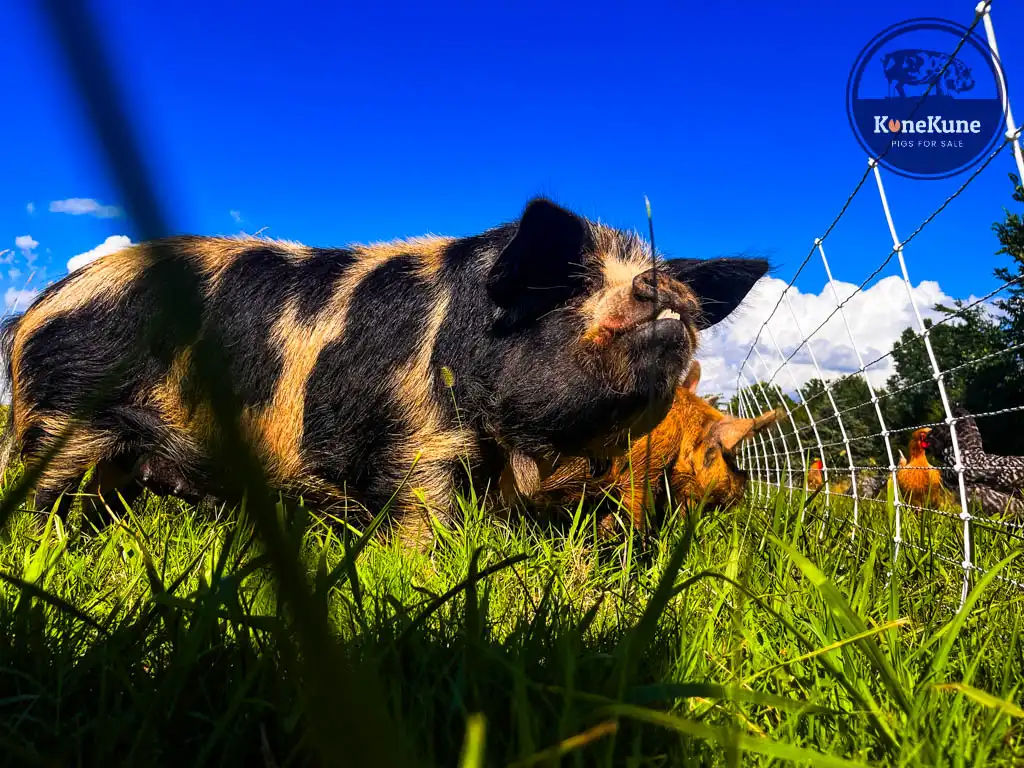 kunekune pig sow