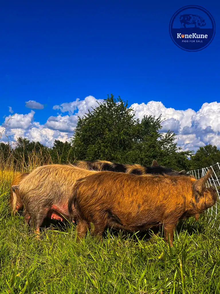 kunekune pig sows on some green greass