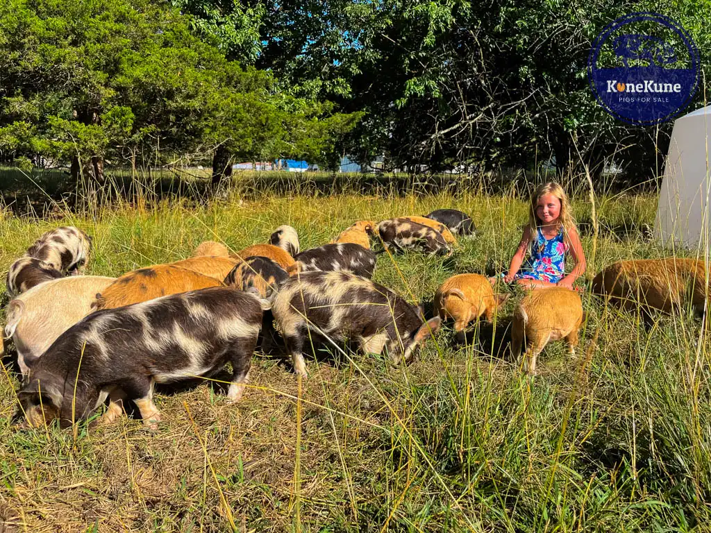 KuneKune Lifespan socializing piglets