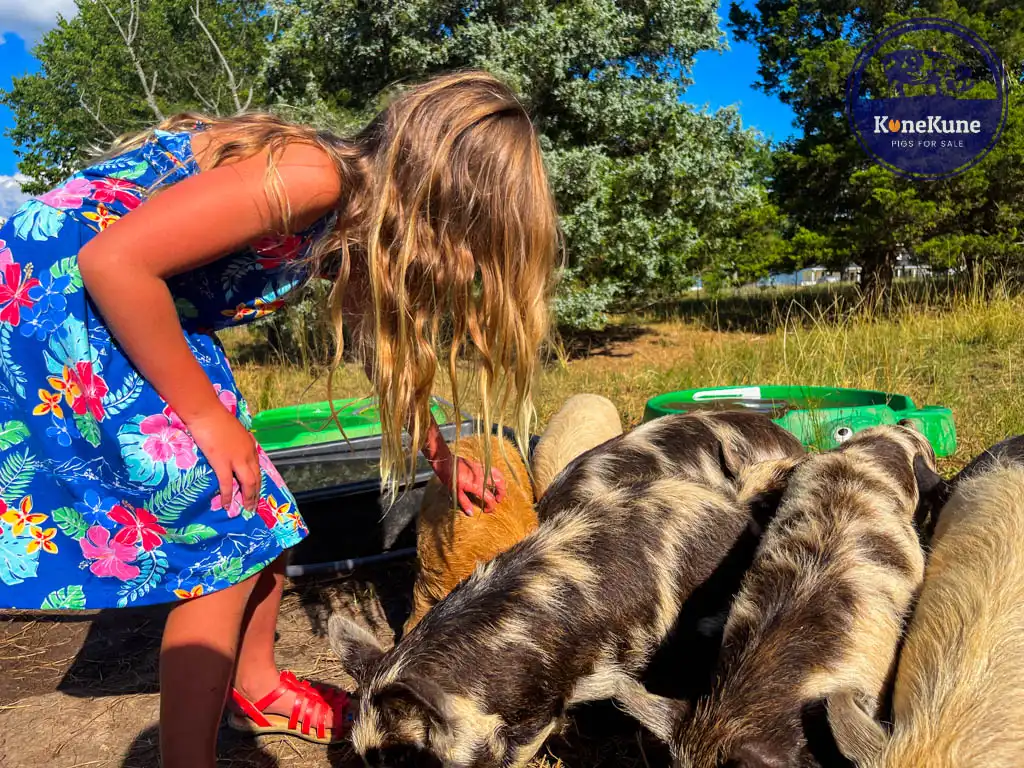 kunekune pig care