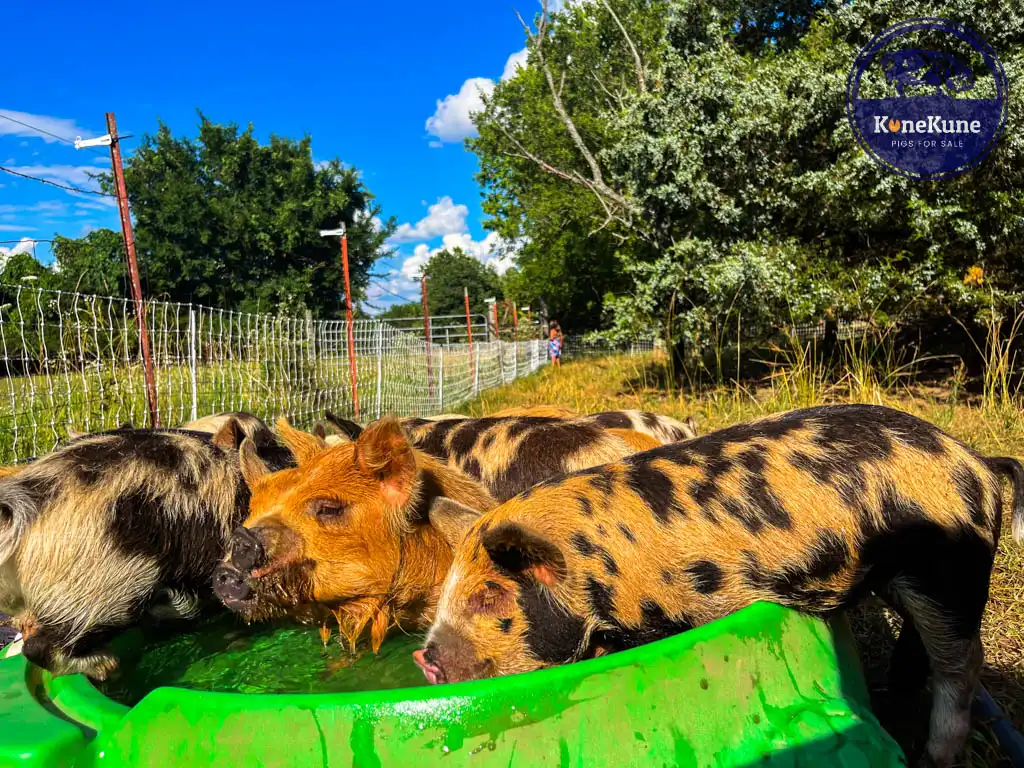 kunekune piglets swimming in pool of water