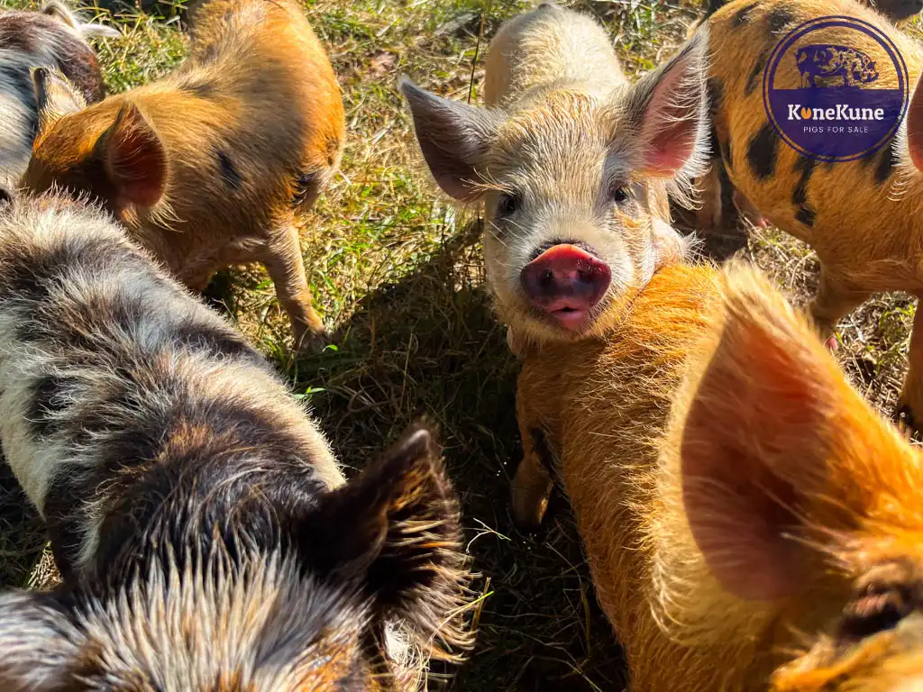 kunekune piglets size