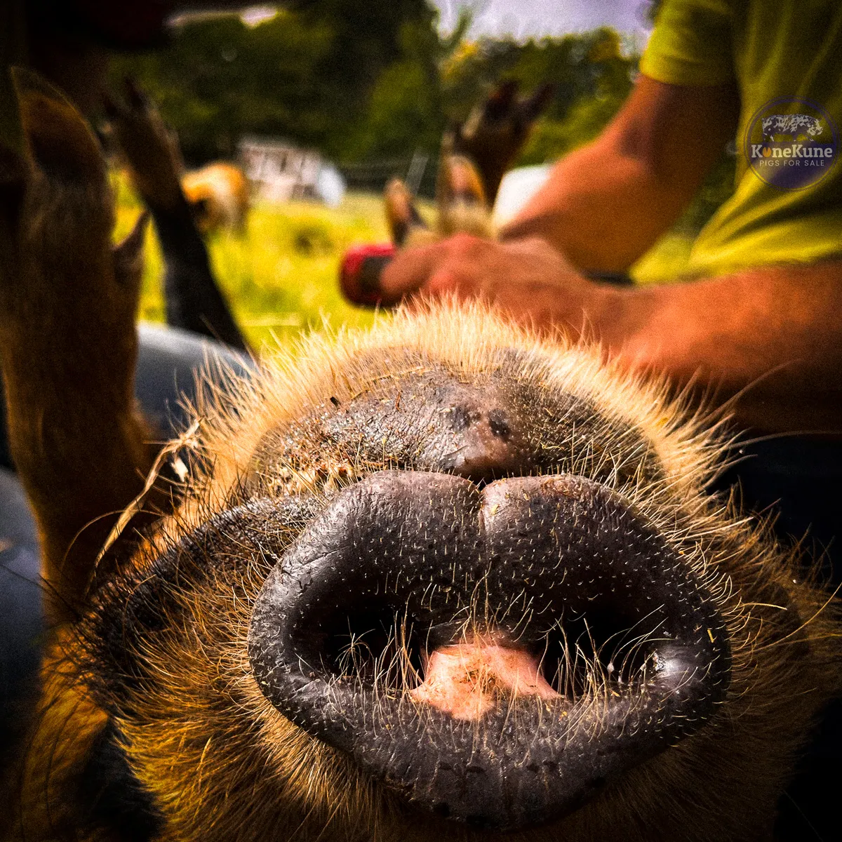 kunekune boar preparing tusk removal