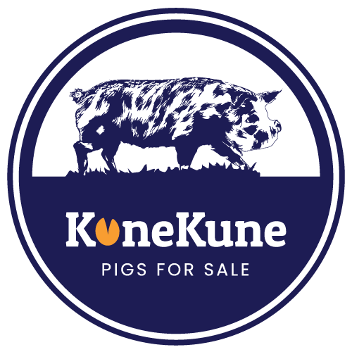 about-kunekune-pigs-for-sale