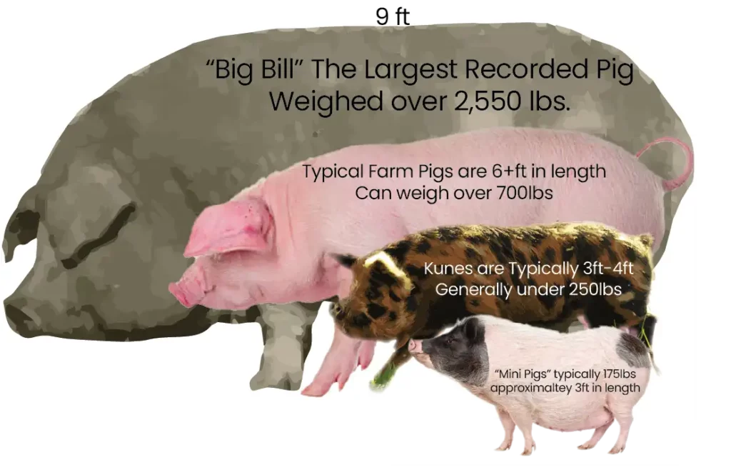 KuneKune Pig Size and Weight: Size Comparison kunekune pigs vs potbelly vs big bill vs farm pigs