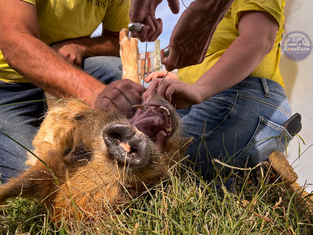 Kunekune boar having tusk removed while flipped on his back