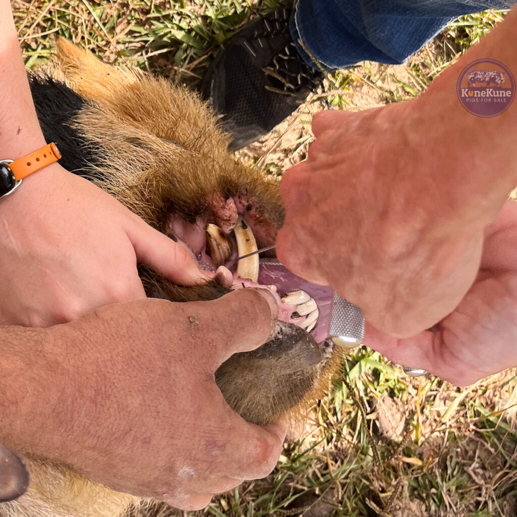 KuneKune Boar Tusk from a boar being removed with Gigli Wire